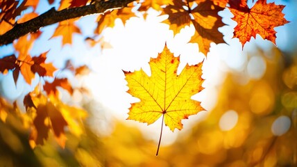 Obraz premium Beautiful Autumn Maple Leaf Backlit by Sunlight in a Forest Scene