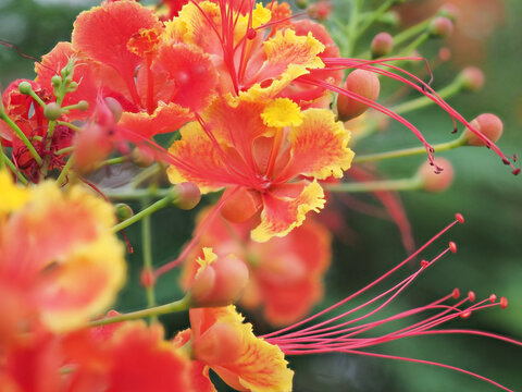 Vibrant red flamboyant flowers in bloom.