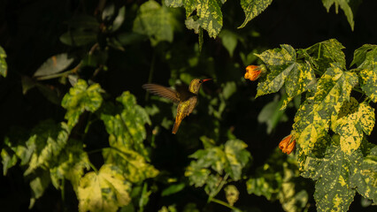 Colibri Verde bebe nectar de flor naranja.