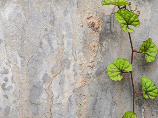 Ivy vine covering the cement wall