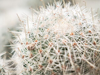 Potted cactus in a greenhouse