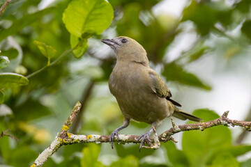 Palm Tanager (Thraupis palmarum)