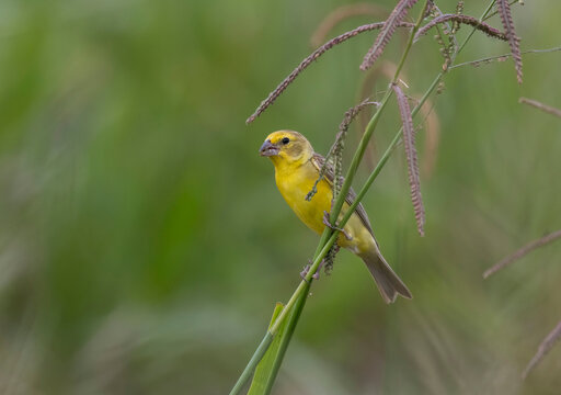 Grassland Yellow Finch (Sicalis luteola)