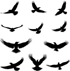 Set oiseaux en vol, vecteur noir sur fond transparent 