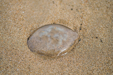 A Jellyfish stranded on the Sandy Shore.