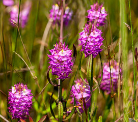 A group of brightly colored Drumheads, Polygala cruciata, growing in a wet Florida prairie. Native to eastern North America.