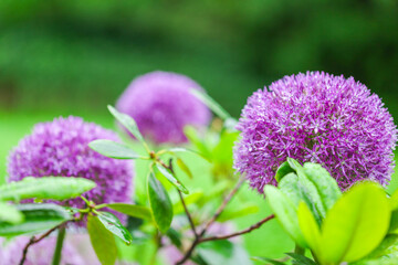 onions flowers.bulbous flowers in lilac shades.Onion Gladiator flowers.Purple roundhead flowering onions.Insects in flowers.Beautiful floral nature background.