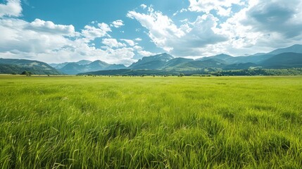 Fototapeta premium A picturesque grass field with mountains in the background, combining natural beauty and open space.