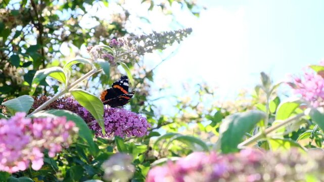 Davids buddleia and butterflies.Plant with racemose pink inflorescences. Pink flowering perennial shrubs. Landscape design and plants. 
