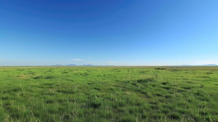 Obraz premium A wide expanse of green grass field under a clear blue sky, creating a peaceful and open landscape.