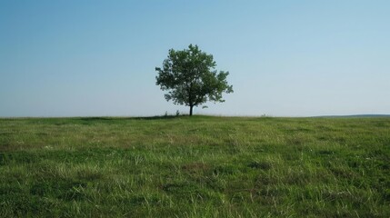 Fototapeta premium A wide-angle view of a grass field with a single tree standing tall in the middle, symbolizing solitude.