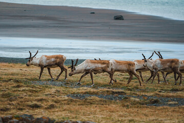 A group of reindeer with distinctive antlers and fur patterns walk across grassy and rocky terrain,...