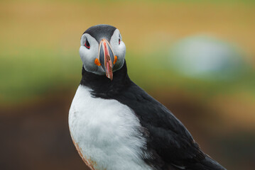 A detailed close-up of an Atlantic puffin in Iceland, showcasing its distinctive black and white plumage and vibrant beak against a blurred natural background.