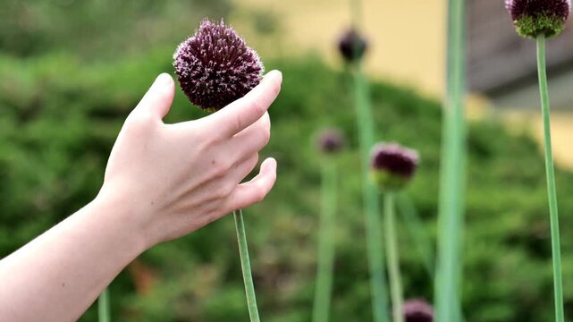 Onion Red Mohican and Womens hands .Burgundy and red onions flowers in garden design. Summer bulbous flowers in lilac shades.Beautiful floral nature background. 4k footage