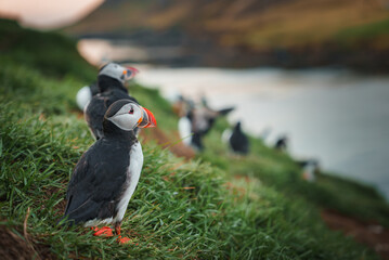 A group of puffins with colorful beaks stand on a grassy cliffside in Iceland. The background features a blurred coastline and a pastel sky, creating a serene scene.
