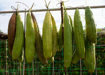 Sponge Gourd (Luffa aegyptiaca) is dried on the fence
