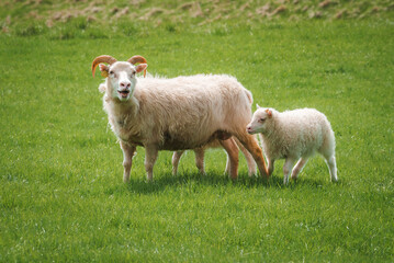 Fototapeta premium A horned sheep and its lamb stand in a verdant field in Iceland. The serene rural setting highlights the natural beauty and pastoral charm of the region.
