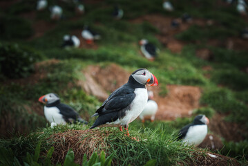 A lively scene of puffins with colorful beaks scattered across a lush green cliffside in Iceland. The image captures the natural habitat and rugged landscape of these seabirds.