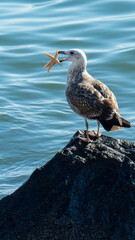 Gaviota  come estrella de mar