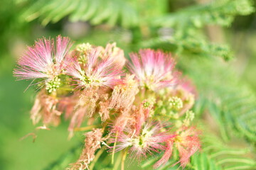 Pink Mimosa Tree Bloom