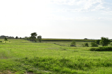 Fototapeta premium Field