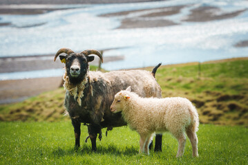 A black and white Icelandic sheep with curved horns stands next to a fluffy white lamb in a green field. A winding river and Iceland's unique landscape are visible. © Aerial Film Studio