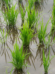 Obraz premium 苗が植えられた夏の水田