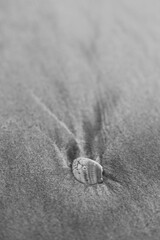 Shell Resting in the Sand as Ocean Waves Recede