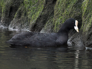 野鳥のオオバンの写真。一羽のオオバンが川をおよいでいるところを撮影