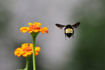 bee on flower