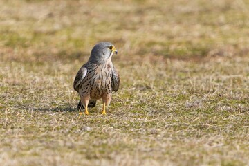 子育ての合間に広場でくつろぐチョウゲンボウ オス