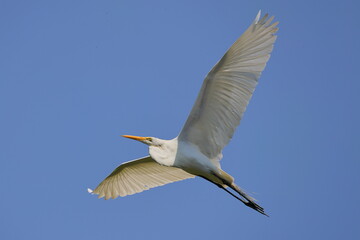White egret bird against blue sky