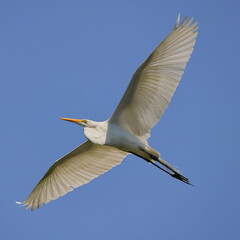 White egret bird against blue sky