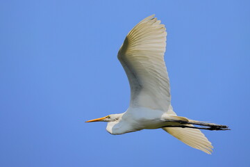 White egret bird against blue sky