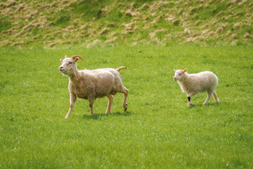 A serene pastoral scene in Iceland featuring a sheep with curved horns and a fluffy lamb on a green field. A gently sloping grassy hill completes the idyllic setting.