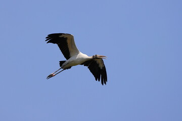 Large black and white wood stork bird in flight against blue sky