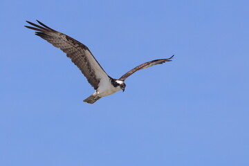Osprey inflight against blue shy