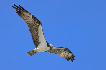 Obraz premium Osprey inflight against blue sky