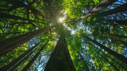Douglas fir tree in Cathedral Grove, MacMillan Provincial Park, Vancouver island, British Columbia, Canada. 