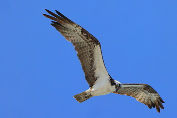 Obraz premium Osprey inflight against blue sky