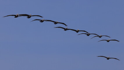 Brown pelican in flight formation against blue sky