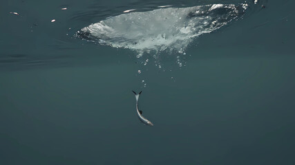 the drop falls back on the water surface.  it dives below the water surface again, it morphs into a small fish diving headfirst into the water.