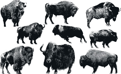 The American bison  