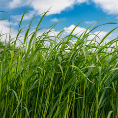 Fototapeta premium green plants in the morning