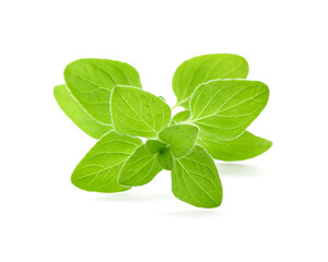 Sprig of fresh green oregano isolated on white