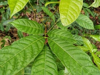 Green forest leaves close up. Green forest leaves