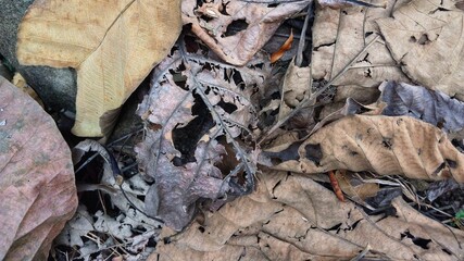 Dry teak leaves on the forest floor for a natural background. Dry teak leaves