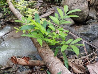 Tropical background with green plants seen close up after rain. Natural leaf