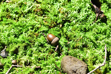 苔の上に落ちたどんぐり
