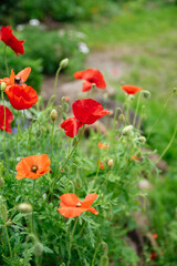 Bright view of flower bed with poppies on a summer hot sunny day